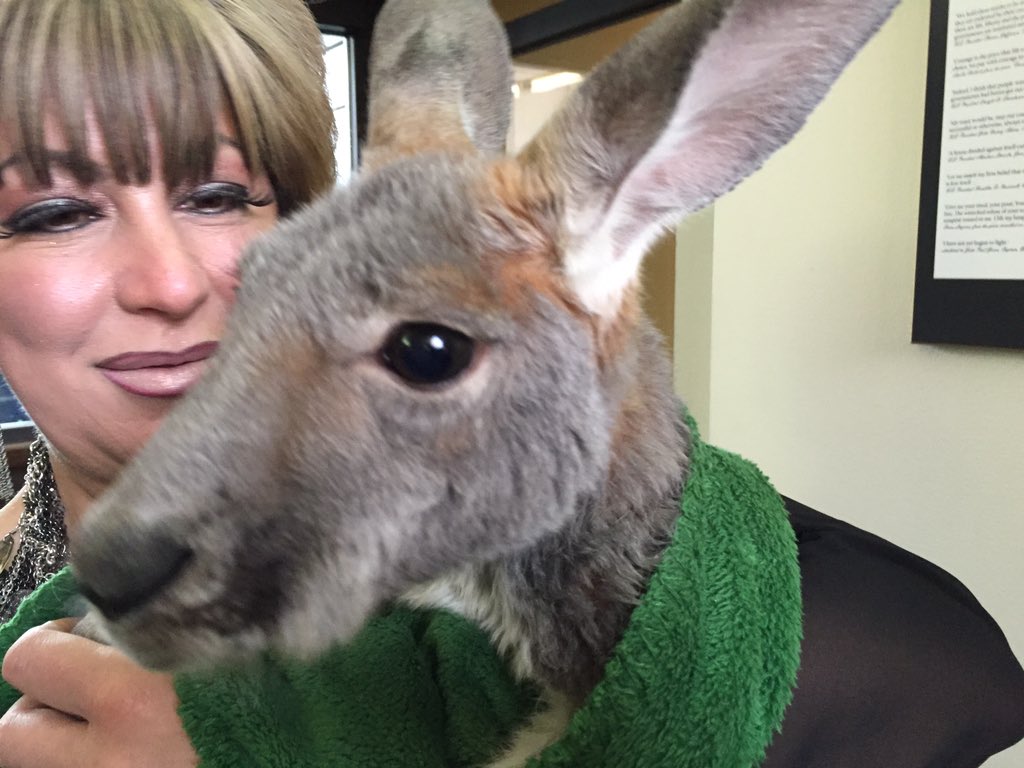 KSL5SalesTeam's tweet photo. This week's animal in the office is a Kangaroo. We're on all roll...what's next? #KSLtvsales https://t.co/xkfnK5EKhL
