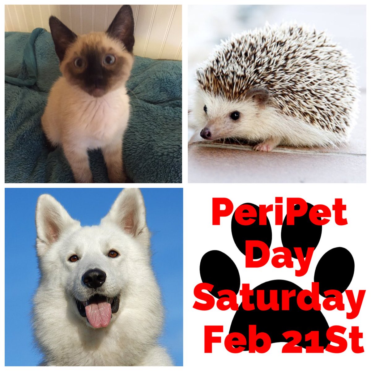 summitlive's tweet photo. Tomorrow is #LoveYourPetDay . Want to be part of our #PeriPetTrain tomorrow? DM us & show the world your pets. 🐾 https://t.co/I3qTs2FgzJ