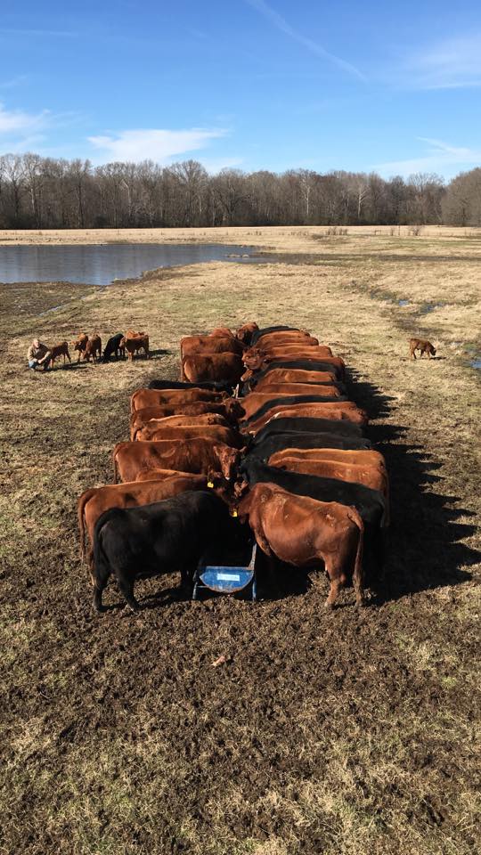 TennesseeCattle's tweet image. It's feeding time in Lakeland, #Tennessee! Photo by Norris Harrison #tnmagicmoments #ranchlife