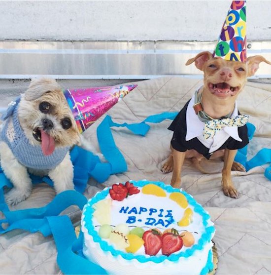 10 Times Your Life Was Perfectly Described By Dogs !! ow.ly/Yx3IJ