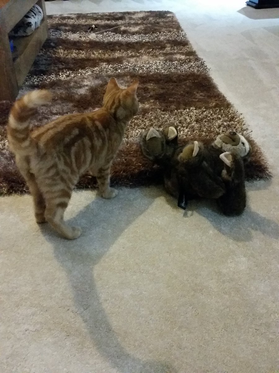 omgitsakitten's tweet photo. Playtime! https://t.co/eonQefmvyT