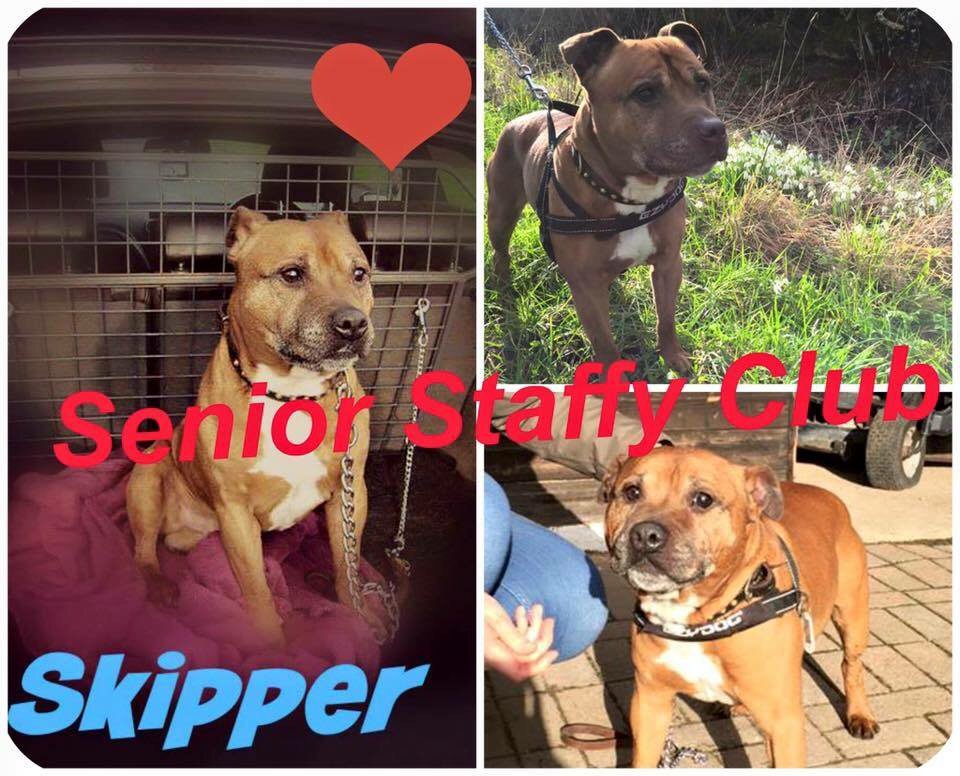 Urgent foster needed this chap is dying