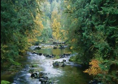 فراشه tweet media