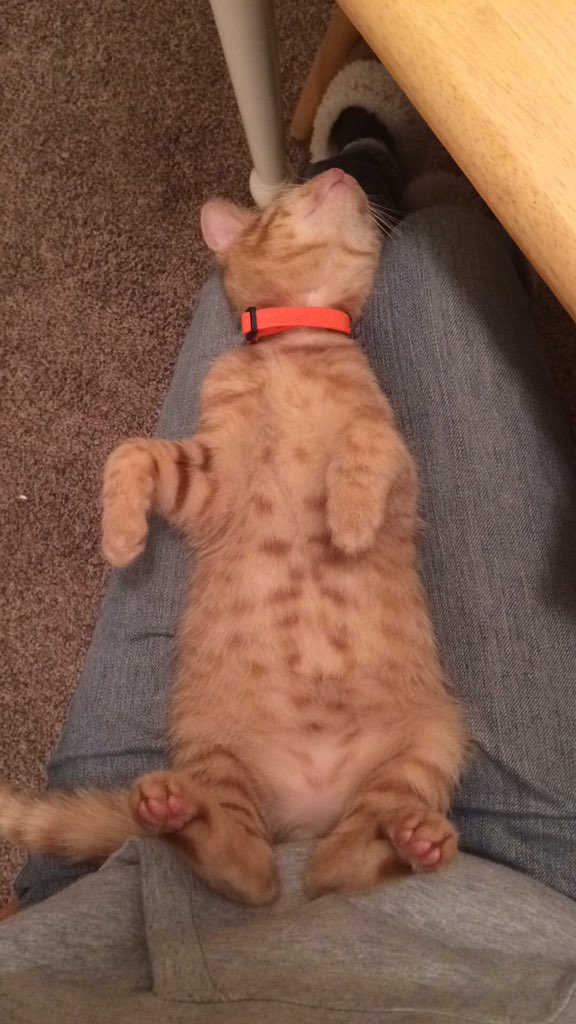 KREMAmandaRoley's tweet image. This pretty much describes me and #Butch on my days off. #noalarmclock #sleepingin