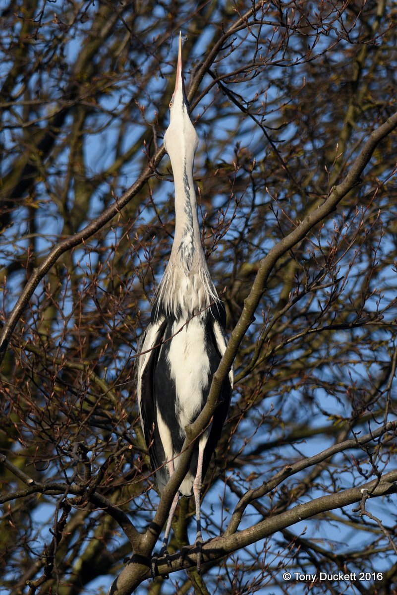 parkbirdslondon's tweet photo. Heron activity in the Regent's Pk today.
#Herons #theroyalparks #londonbirds #LBCbn #RPFoundation https://t.co/fZ1uKxp0GA