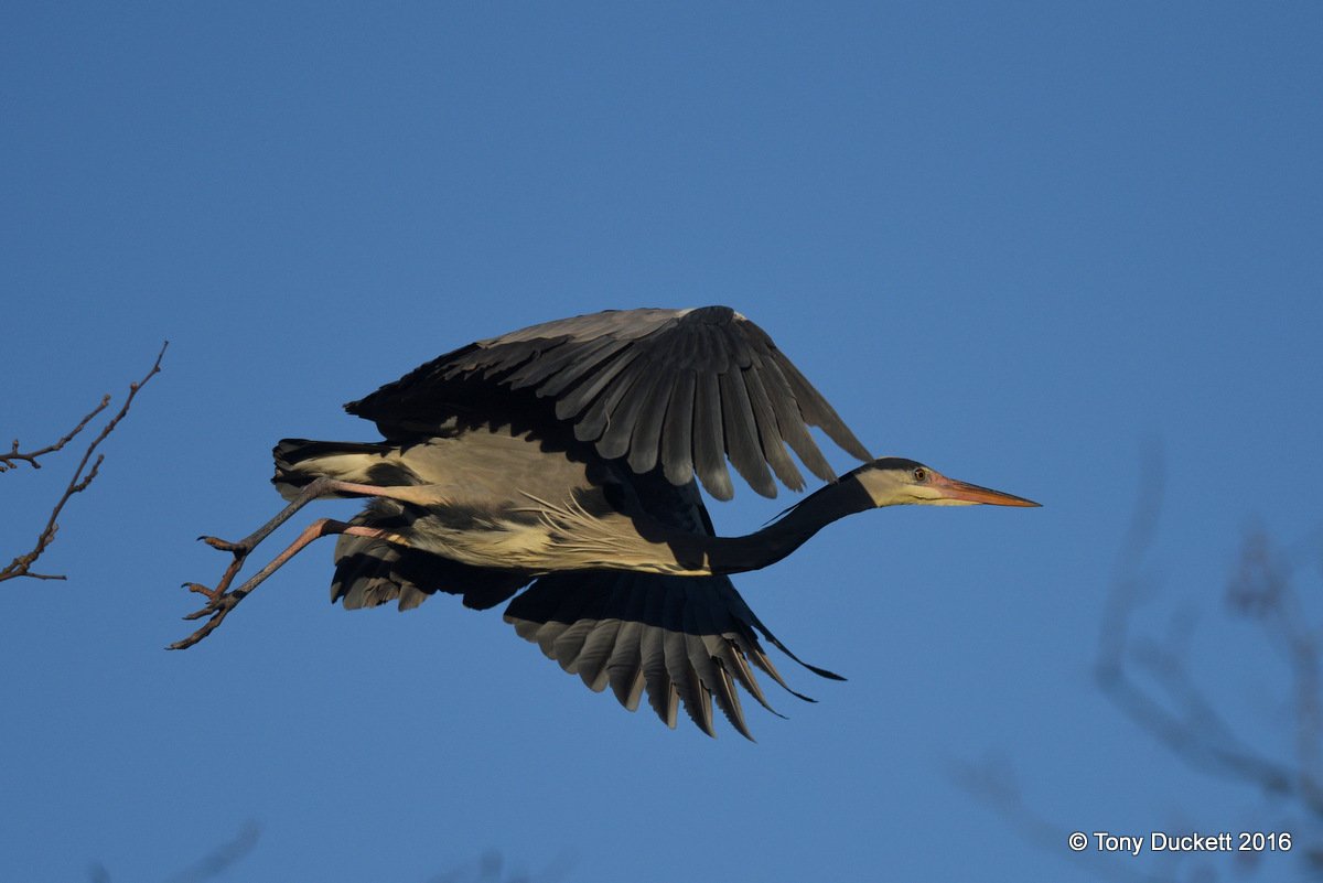 parkbirdslondon's tweet photo. Heron activity in the Regent's Pk today.
#Herons #theroyalparks #londonbirds #LBCbn #RPFoundation https://t.co/fZ1uKxp0GA