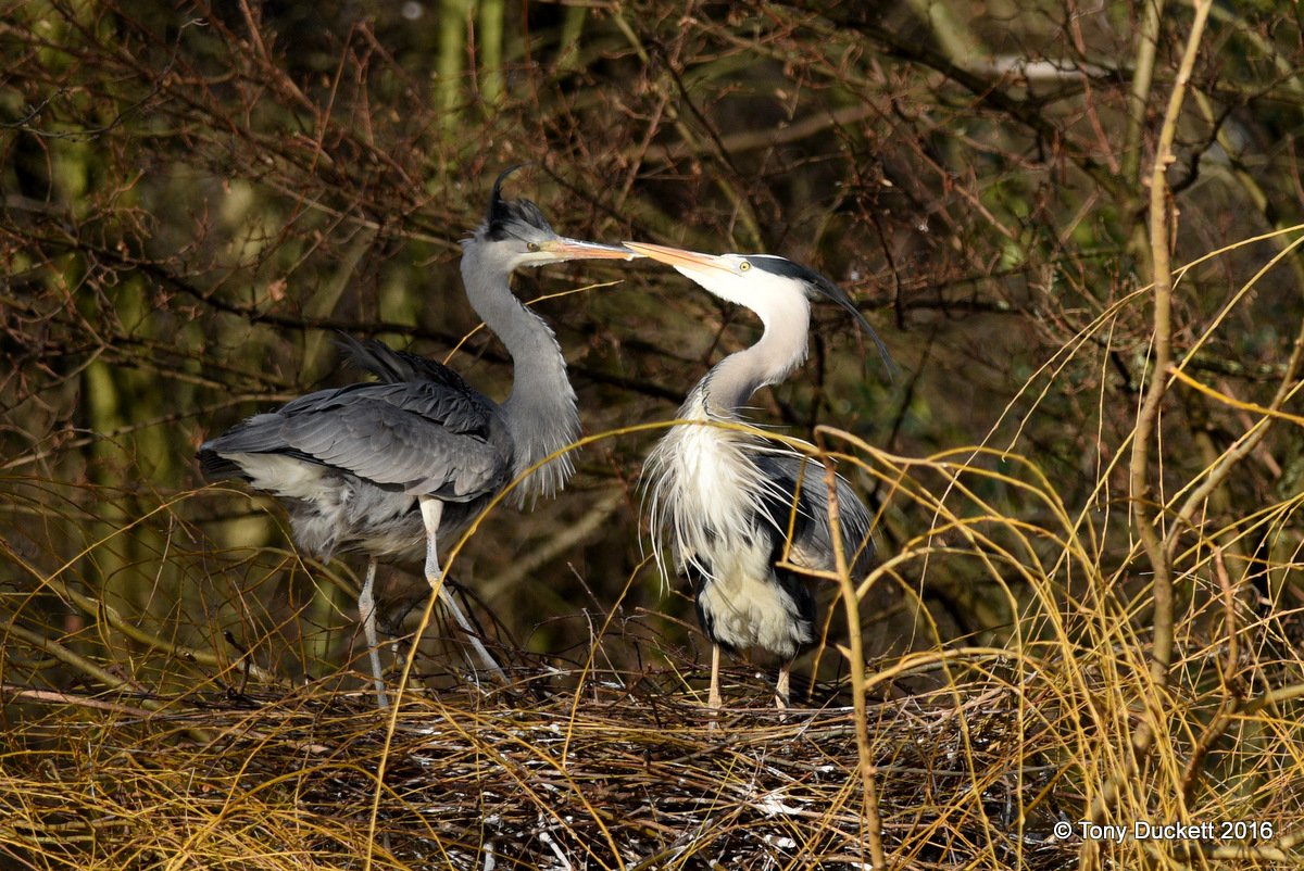 parkbirdslondon's tweet photo. Heron activity in the Regent's Pk today.
#Herons #theroyalparks #londonbirds #LBCbn #RPFoundation https://t.co/fZ1uKxp0GA