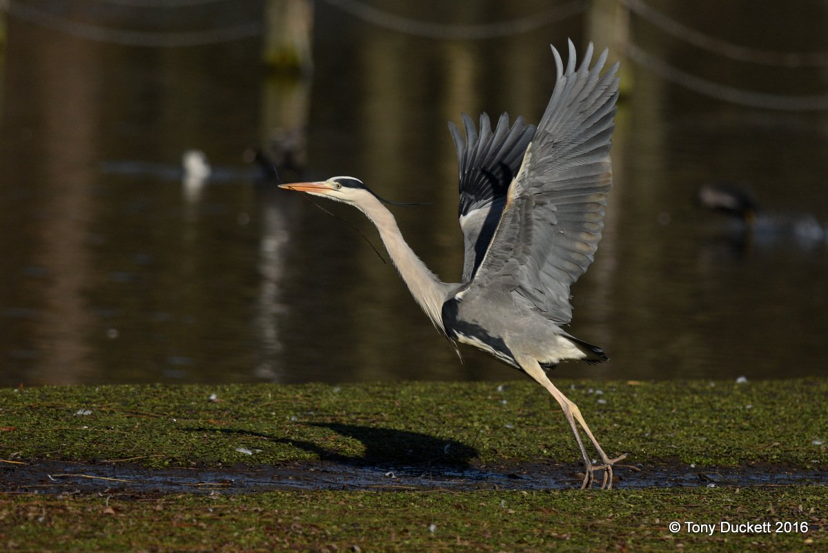 parkbirdslondon's tweet photo. Heron activity in the Regent's Pk today.
#Herons #theroyalparks #londonbirds #LBCbn #RPFoundation https://t.co/fZ1uKxp0GA