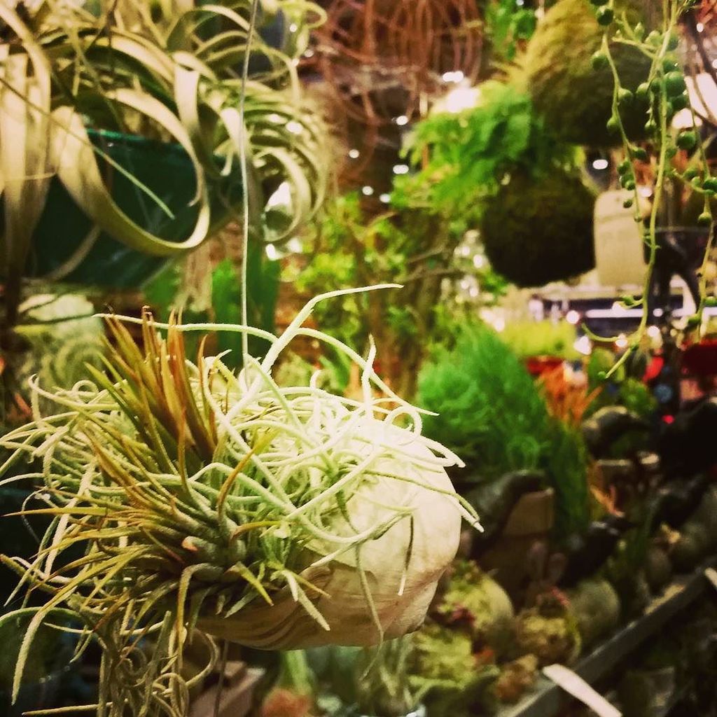DIGNursery's tweet image. 💚💚💚 RT @OlanderGarden: My FAVORITE vendor, @DIGNursery. Kokedama, succulents, airplants...ift.tt/1SWWNiu