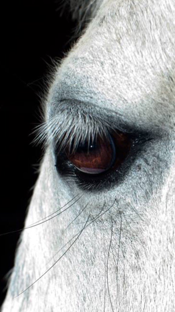 Horses have beautiful eyes .. X #horses #eyes #photography #FineArtPhotography