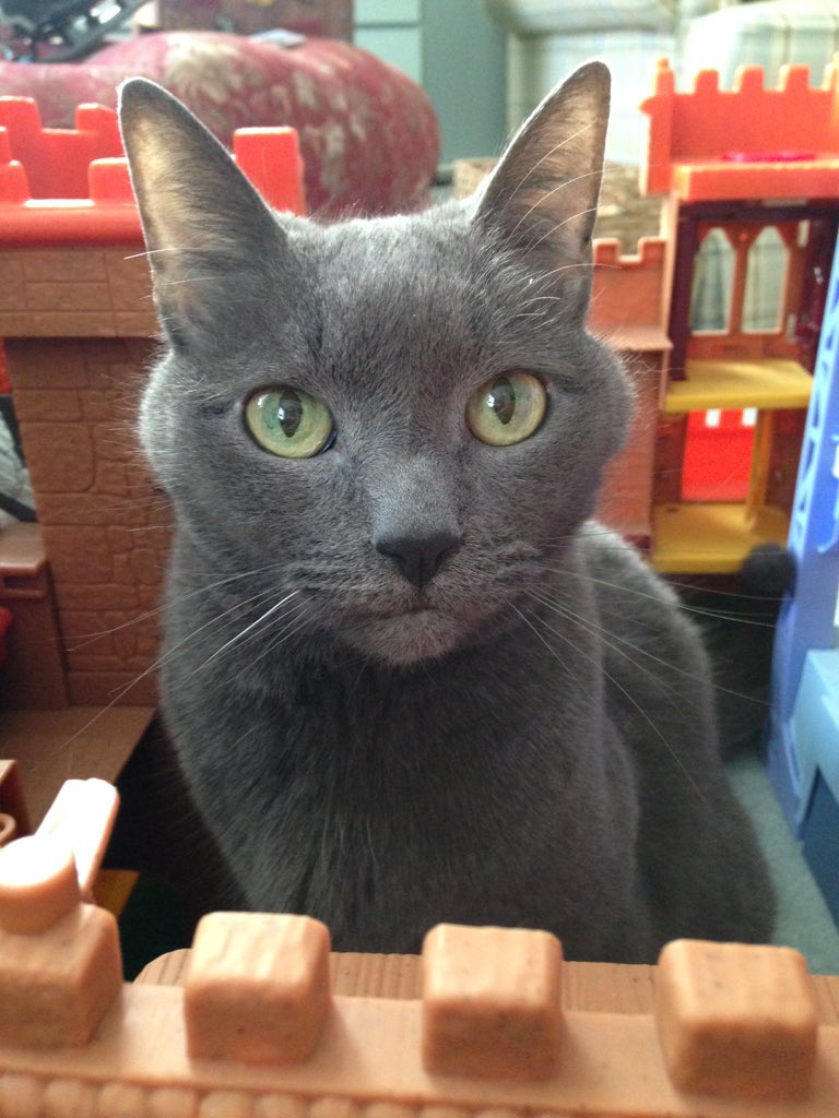 This is my kingdom #princess #kitty #happy