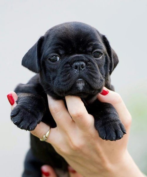 itsadorabledogs's tweet photo. Baby 😍 https://t.co/fZPOsr8ZHa