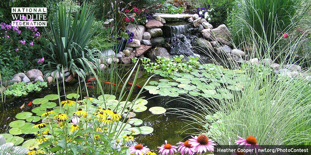 National Wildlife Federation tweet media