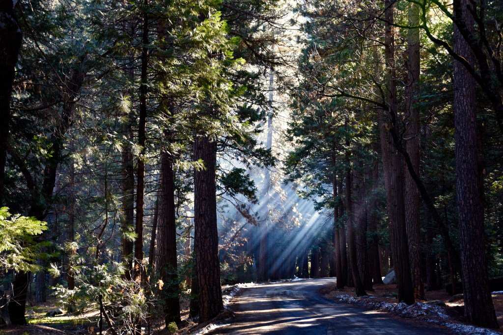 Yosemite centralcoastwolf.com/2016/02/20/yos…