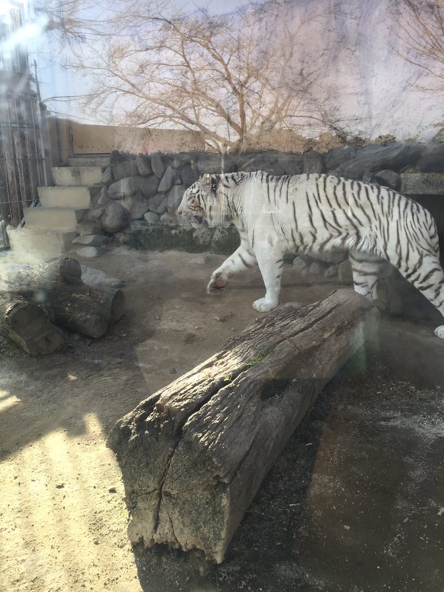 虎の絵 アルミ トラ ホワイトタイガー 非常に高い品質