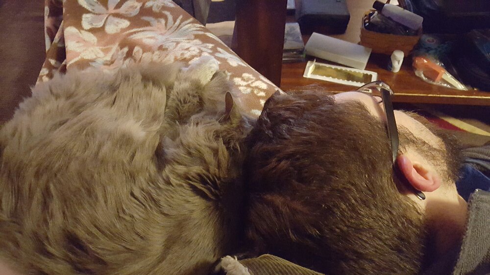 seamesquat's tweet photo. Two heads are better than one. #LapLife https://t.co/JfhnisTXdk