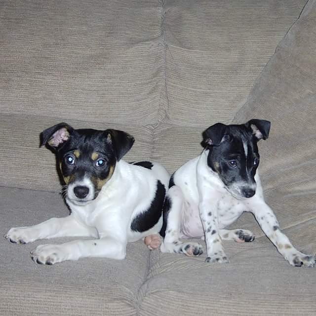 cynneaton's tweet photo. #MyDogSkip #JusticeForSkip 🐶❤ https://t.co/mBRDSwaXCf