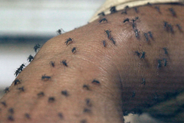RichWiens's tweet photo. The Washington Post weighs in on aedes aegypti.
https://t.co/qRFA2Af0rP https://t.co/9VKJiXRXfs