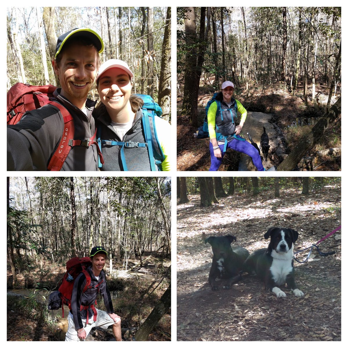 DavidWitman1's tweet photo. Fun day off #hiking at lake talquin with @JamieWitman and silly doges #explorers https://t.co/wKGv10qRNp
