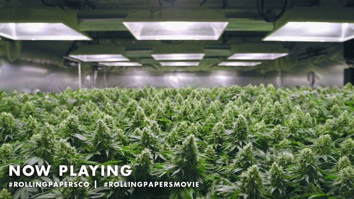 A field of dreams. #RollingPapersCO in theaters and on <a href="/iTunesMovies/">iTunes Movies</a> today. bit.ly/1Kw0fO1