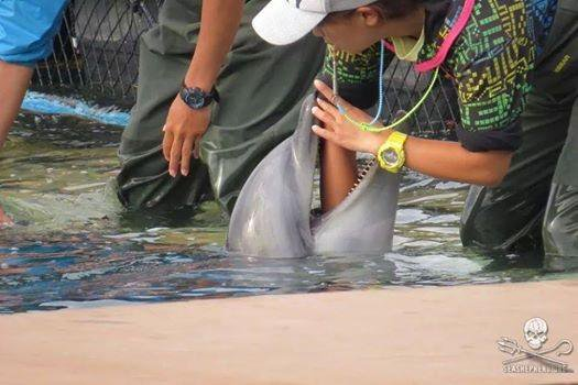 Hammy00813389's tweet photo. 貴方を楽しませるために、漁師はイルカを捕らえ、余分を殺し、飢えさせ、仕込み、輸送します。太地町の #DolphinBase ドルフィンベース https://t.co/VlN1sOkMB4 #dontbuyaticket #イルカ天使