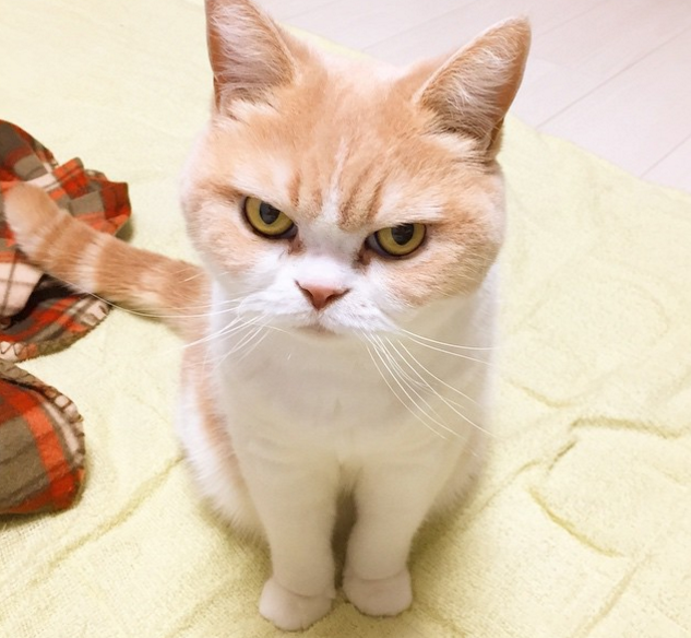 Angriest-Looking Stray Cat Is Actually A Total Sweetie - The Dodo