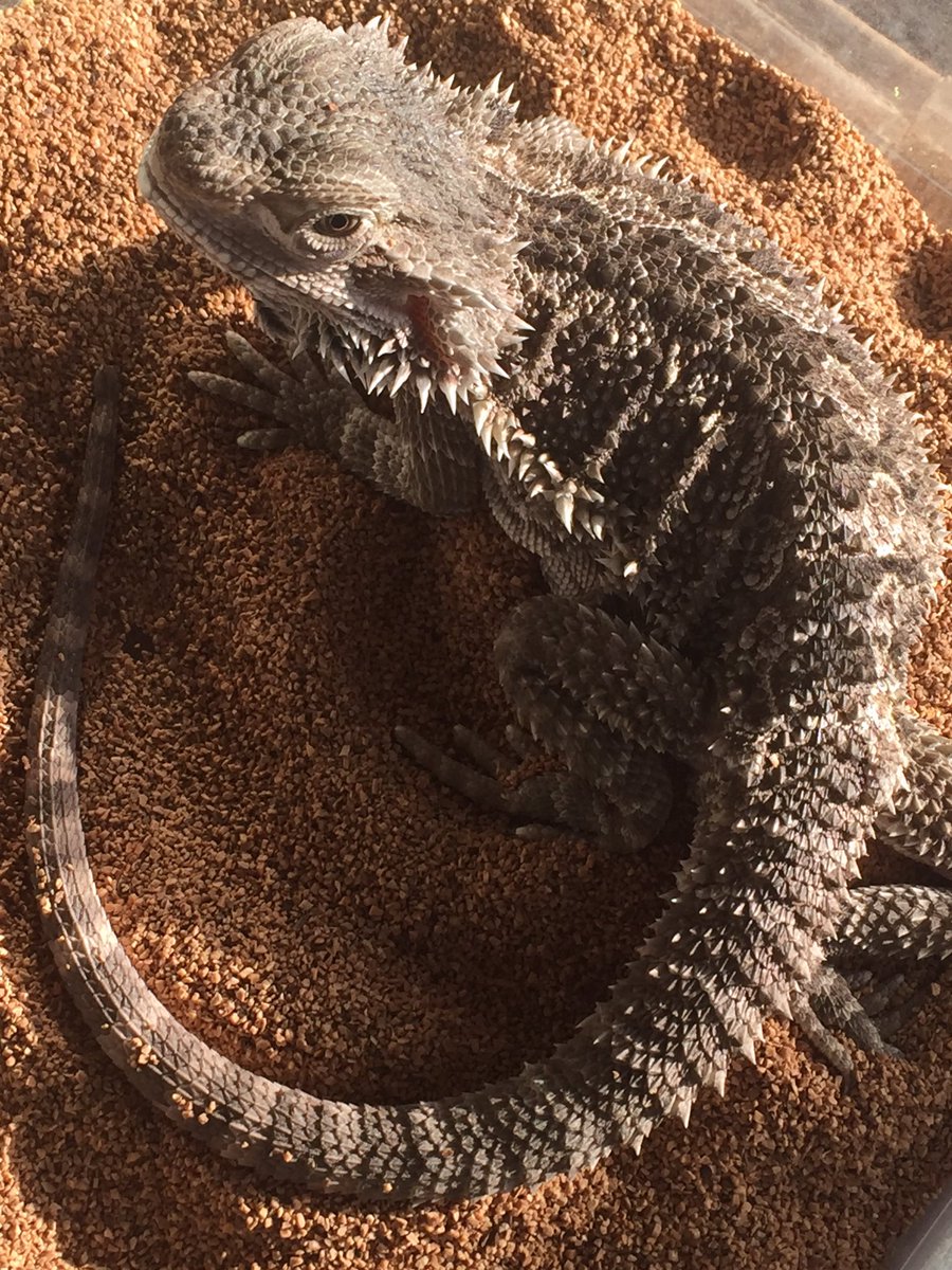 AxRodx114x's tweet photo. #RangoTheDragon outside catching some good ole fashion rays! #sunbasking #beardeddragon @SnakeBytesTV's biggest fan https://t.co/1Pu3gryKve