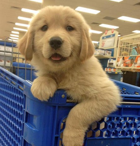 awwdailypics's tweet photo. Shopping Buddy #aww #cuteanimals https://t.co/E4KdNRoxni