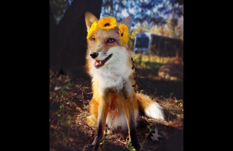NoticiasCaracol's tweet photo. Este es Jumpier, el zorro rojo que se cree perro y enternece a Instagram https://t.co/RC0ddGSjo7 https://t.co/QGOUc7aMAq