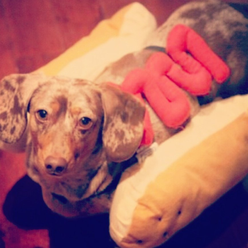 dogheavenhd's tweet photo. Now isn't he just the cutest little hot dog?! I guarantee ours taste better though. #HotDog #Dog #HotDiggityDog https://t.co/cakeHujFmR