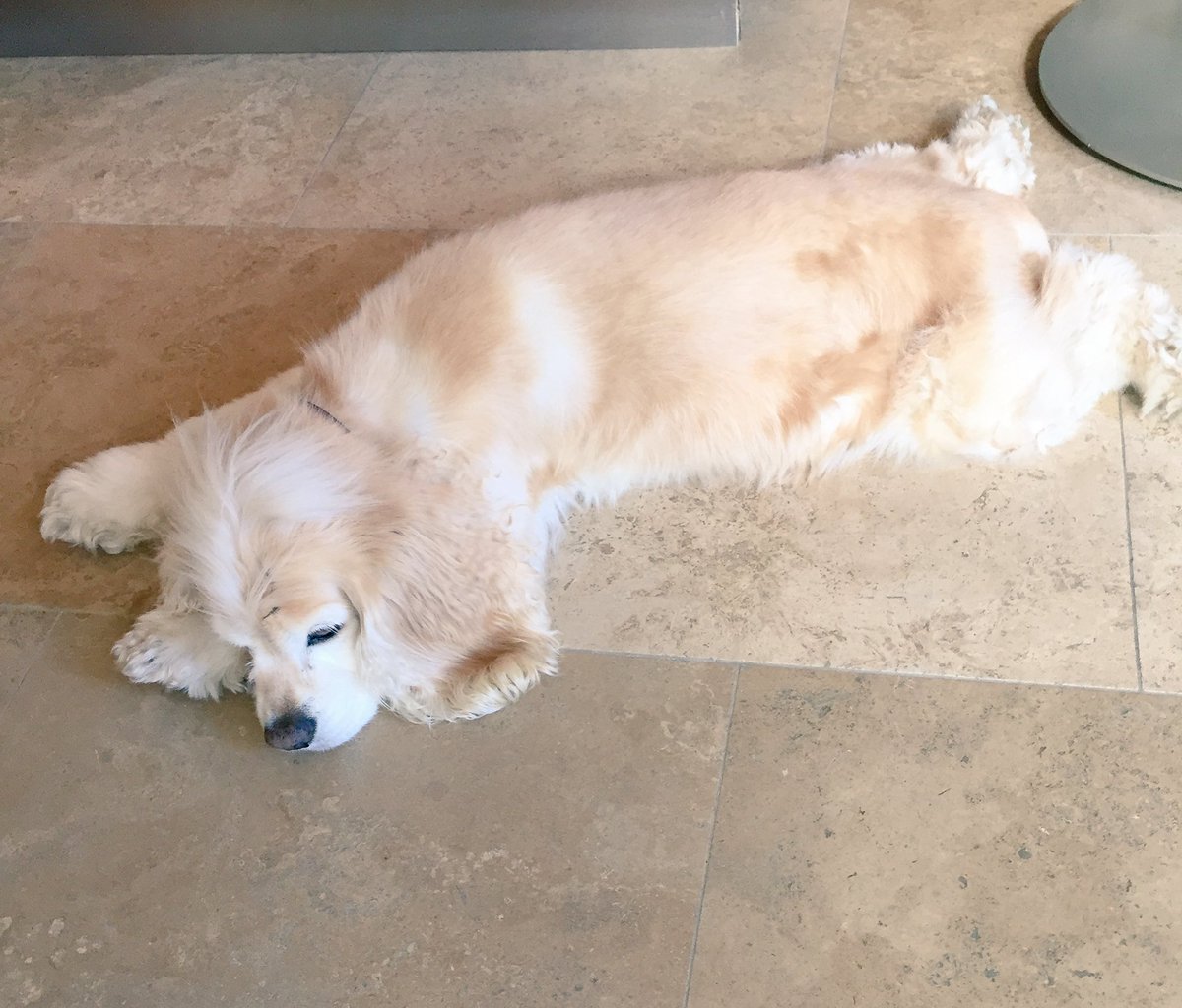 KatrinasTrigger's tweet photo. I nap therefore I am. #SleepingBeauty #LazyGirl #Furbabe #Whoof #CockerMania https://t.co/dmzGWJJyHQ