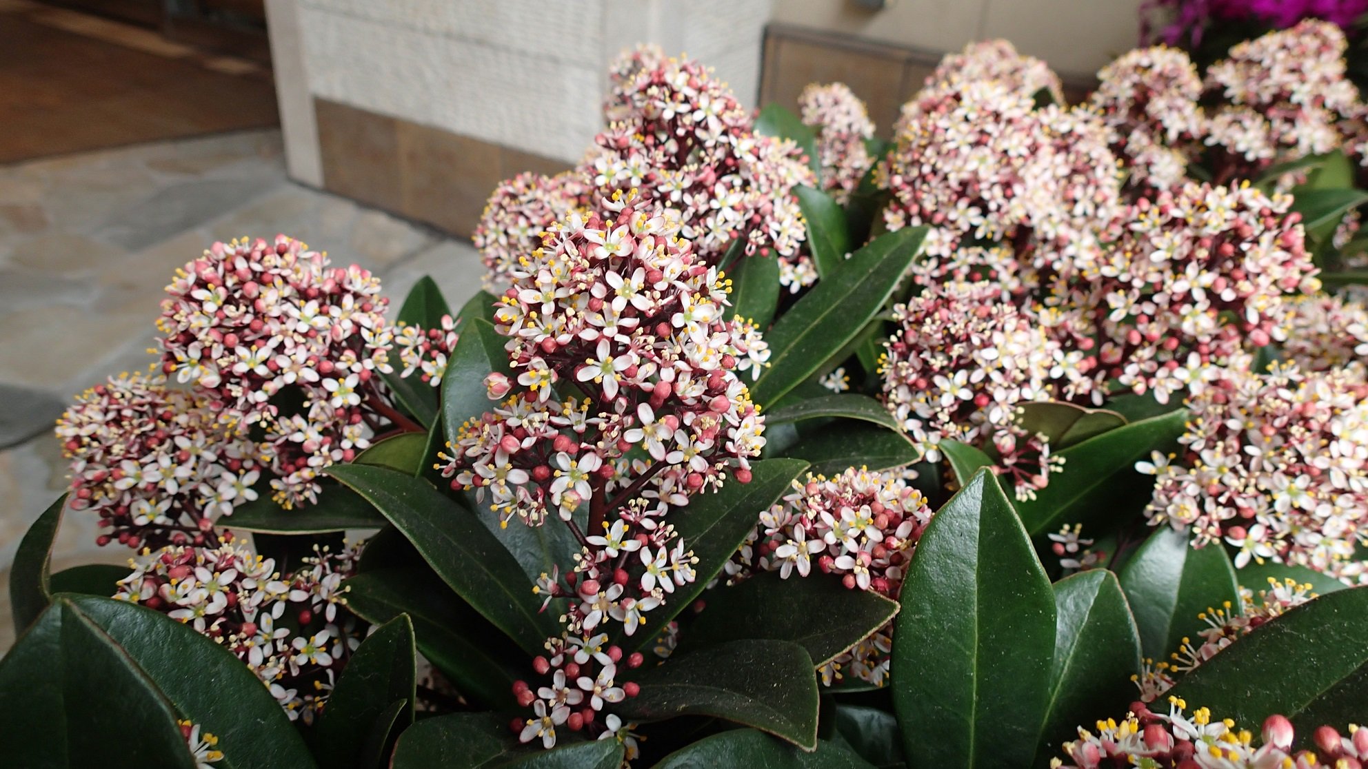 サンシャイン水族館 今見ごろの植物紹介 スキミア 小さい花がたくさん咲いて可愛らしいです ちなみにミカンの仲間です 花言葉は 純情 寛大 など スキミア サンシャイン水族館 T Co 7lyjyj4y0x Twitter