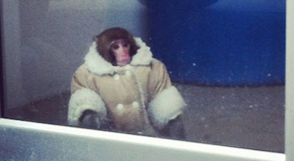 EquiSportsThrpy's tweet image. 'Knife-wielding monkey terrorizes men at Brazilian bar after guzzling some rum'
bit.ly/1Vtxty0
#notthisguy