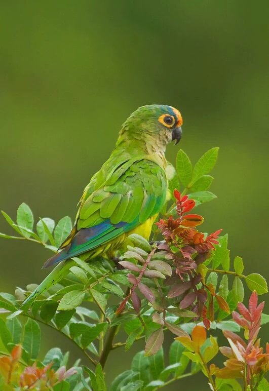 mansilla gaillard Ⓜ tweet media