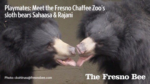 FresnoFamous tweet media