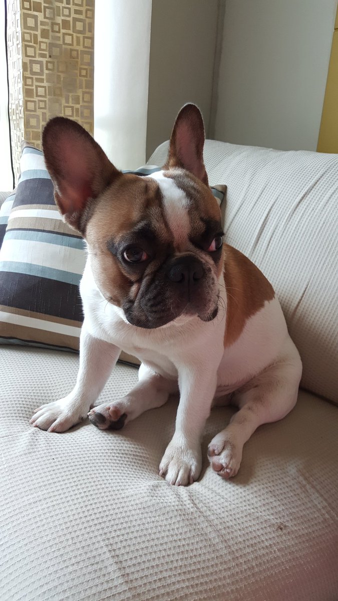 joaquinmreyes's tweet photo. weekend with my dawg 👌#rabbitpig https://t.co/OrgChaFug1