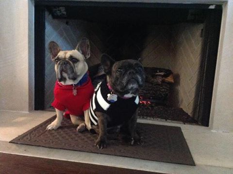 LFFrenchBulldog's tweet photo. @Austin_Police @austinhumane @statesman @austinpetsalive @AustinChronicle @KUT French bulldogs stolen from Tarrytown https://t.co/b7vtLrOR8i