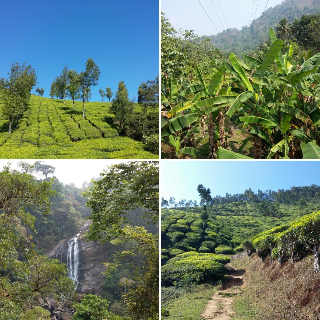 We love green #INPA #ALCIMED #kerala