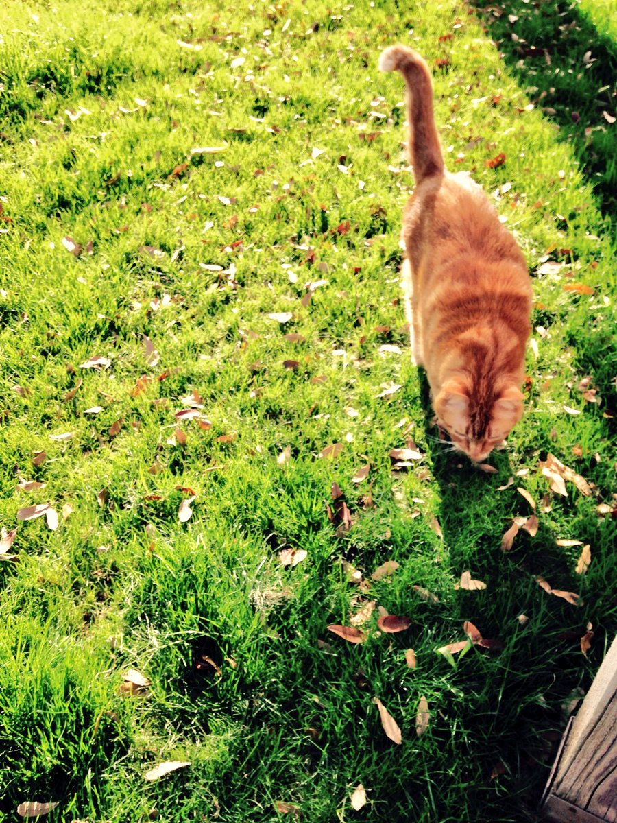 karson_sinur's tweet photo. 🐱🌞🌞 https://t.co/0g9lX0E9t3