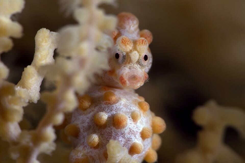PloufD's tweet photo. One picture a day of Amed wonderfull biodiversity #diving #bali #photography #amed #tulamben https://t.co/3ShJso9sqv