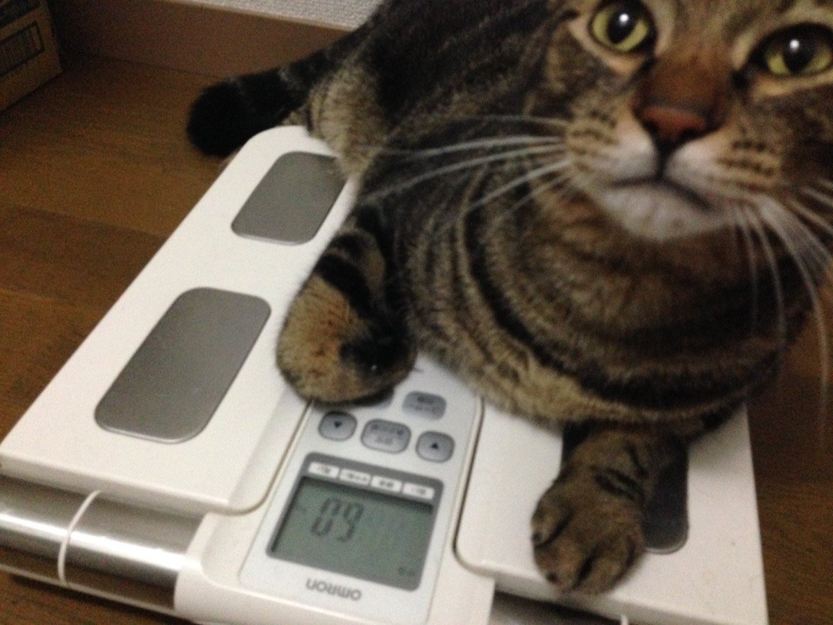 nyankoicon's tweet photo. まだまだ小兵にゃすね。

#ドスコイ春場所  #どすこい春場所  #猫 https://t.co/rWwPpcwslz