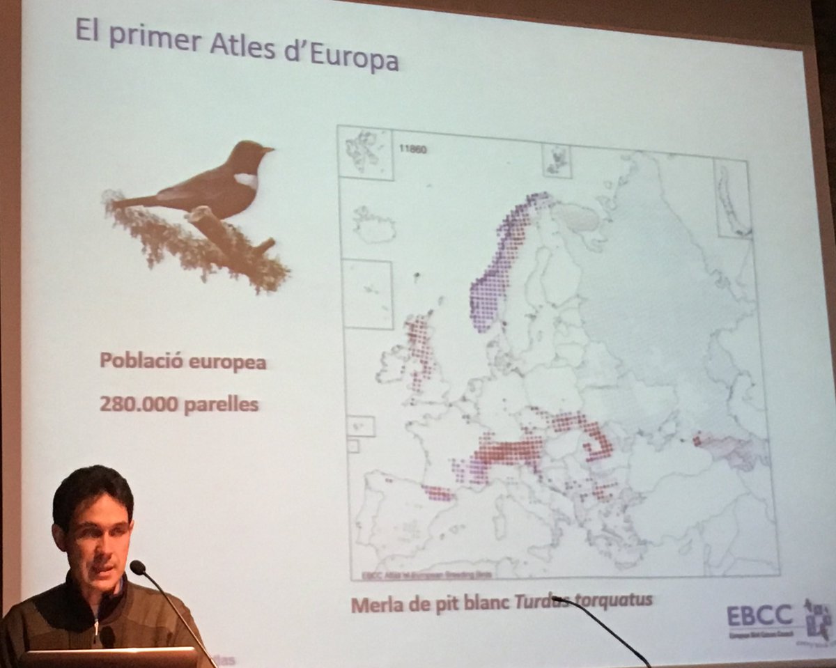 Cercavores's tweet image. L'Atles Europeu d'ocells #EBCC és l'Atles més citat en treballs científics al món @ICOcells #SOCC #CitizensScience