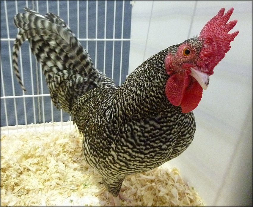 ChickenHour's tweet image. Scots Grey #chickenhour