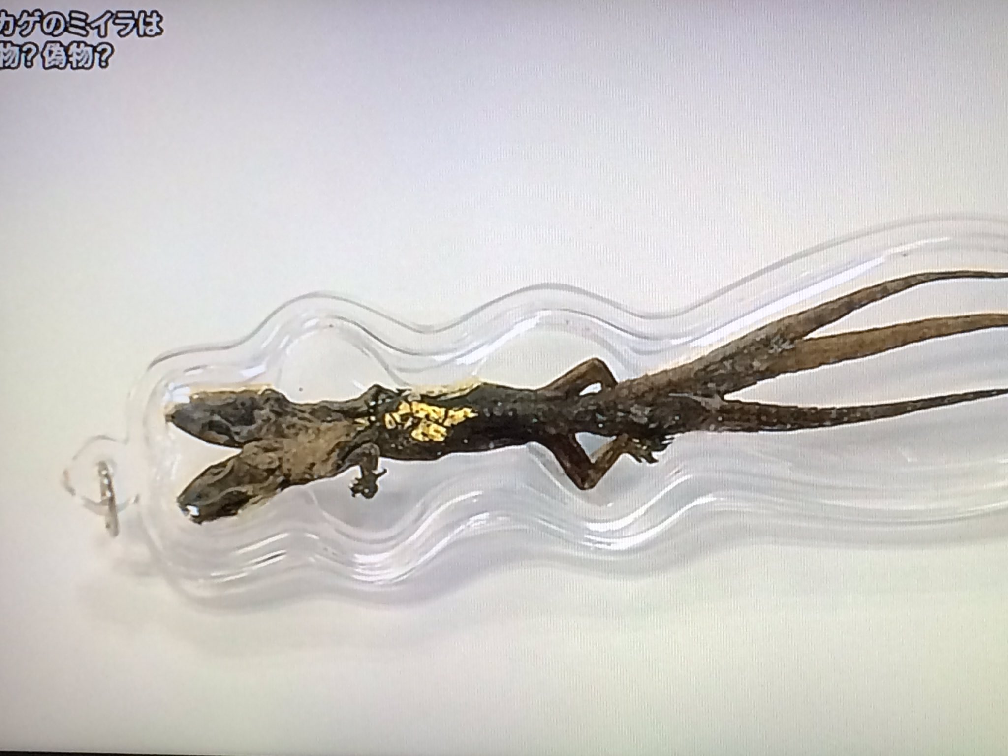 天王寺動物園好きな人 昨日の探偵ナイトスクープ見てたら唐突に天王寺動物園出てきたs ﾟdﾟﾉ ﾉ普段見れない天王寺動物園の医務室 も見れて嬉しかった 艸 それにしてもこのトカゲ凄い 天王寺動物園 T Co E2bfknpak0