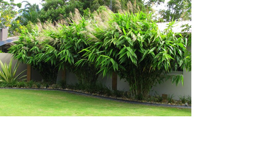 ttaadc's tweet photo. Tiger grass or broom grass, locally known as ‘phooljharu’ is A major non-timber forest products of TTAADC AREAS . https://t.co/3wQngYQ0Xu