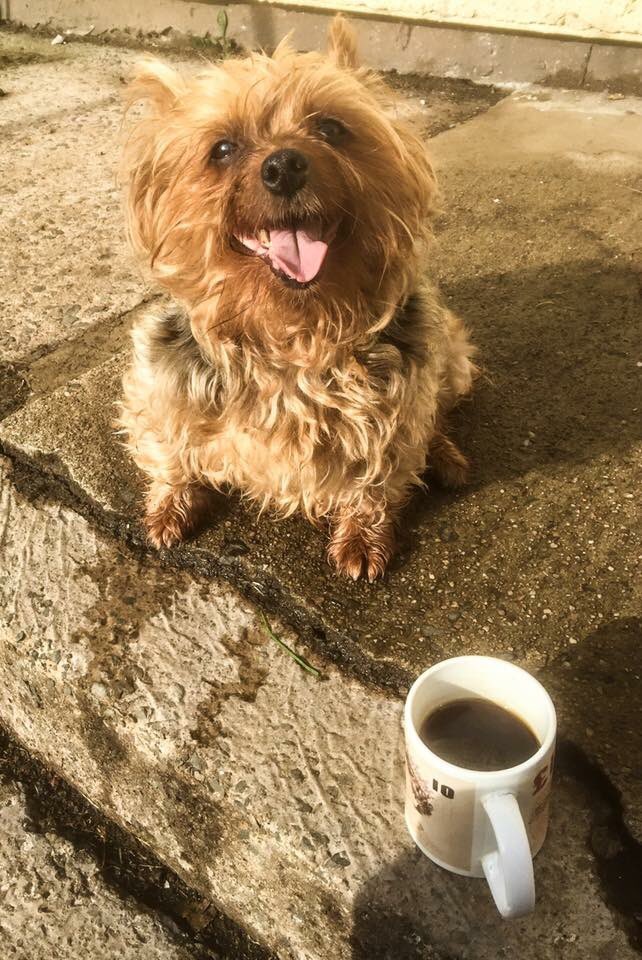 JObelfast's tweet photo. Wee peaches will be home today a long week run free little girl rainbow bridge X https://t.co/CiDNKCfd65