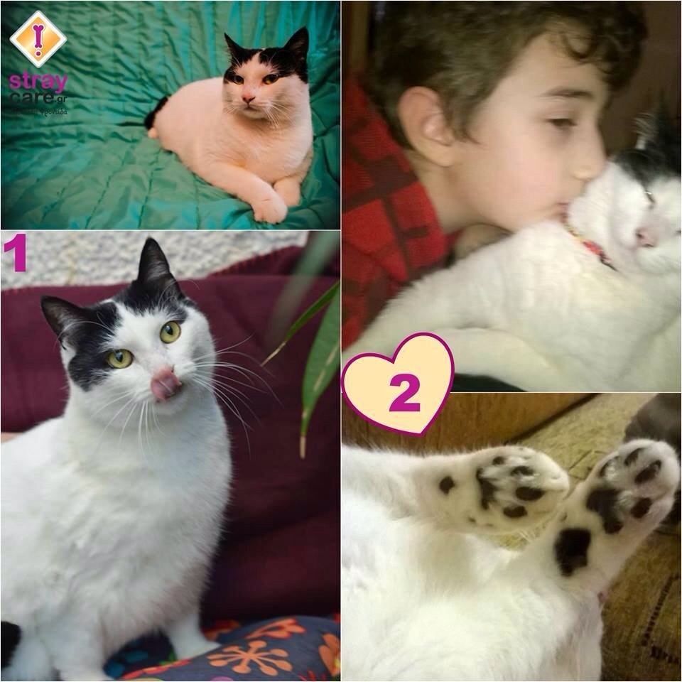 Stray_Care's tweet photo. Η Τζασμίν μας απέδειξε ότι για καθένα μας, το τέλειο ειναι διαφορετικό! Η νέα της οικογένεια την ερωτεύτηκε αμέσως!! https://t.co/k9sofgxN7A