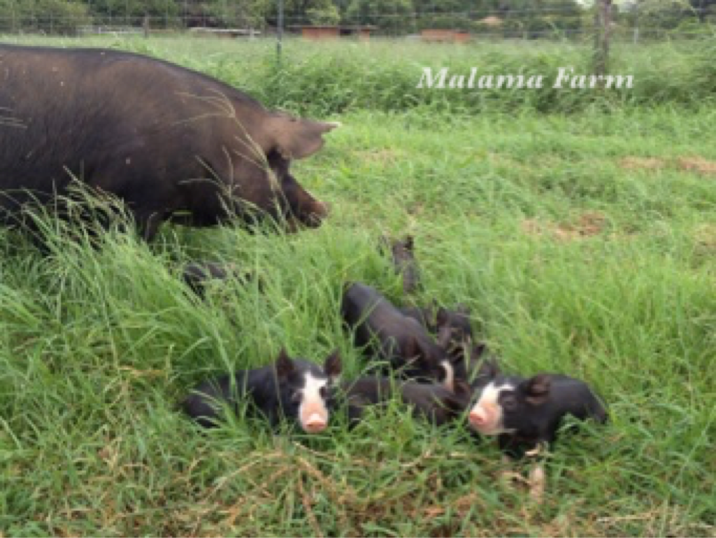 MalamaFarm's tweet photo. @ruhlman Maui is home to a pioneering pastured Berkshire farm, spawned a charcuterie renaissance. Hope to see you! https://t.co/1qF72QWNNt