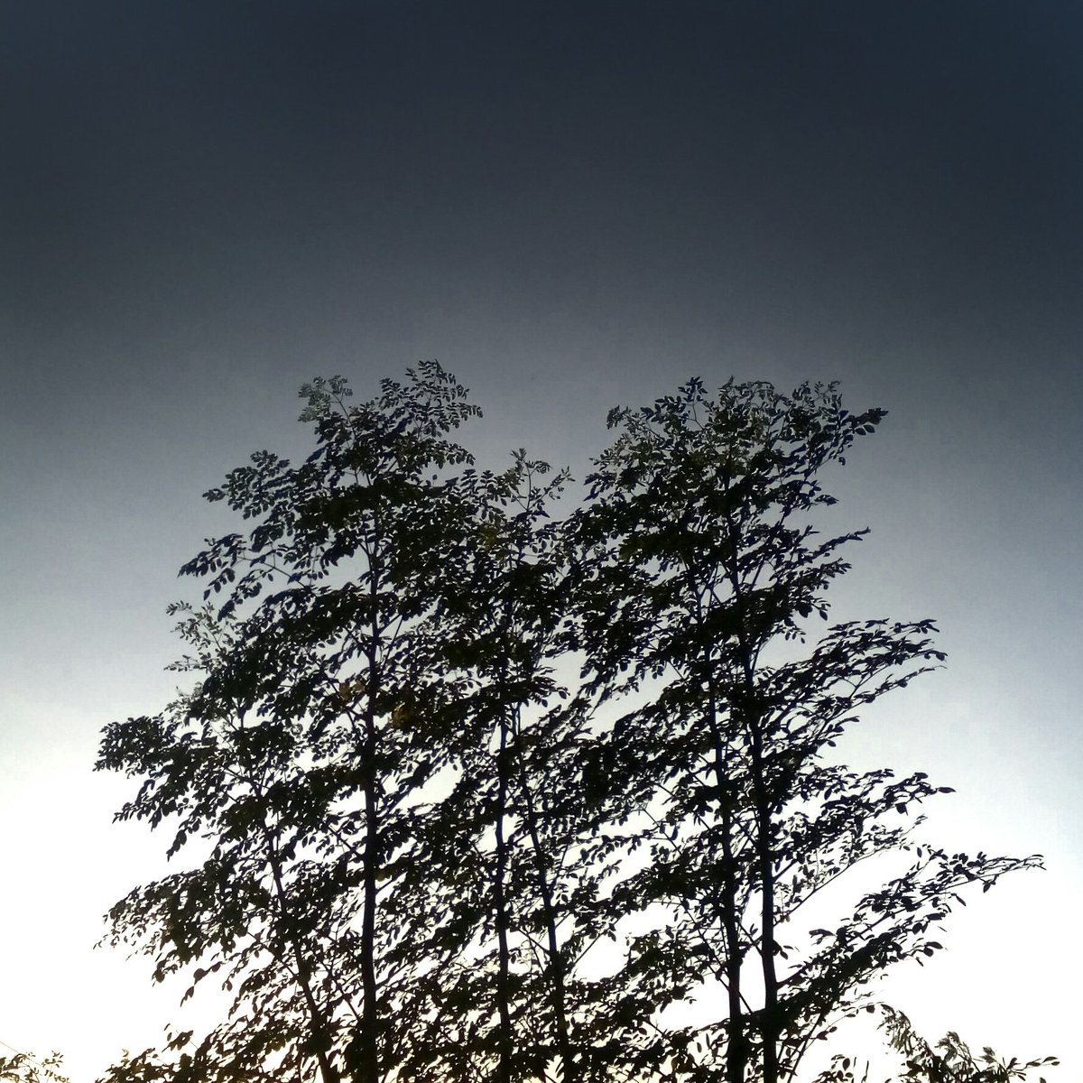 LeoArcega's tweet photo. GoodAfternoon! #nocationneeded #google #snapseed #effect #streetphotography https://t.co/huhA0zzUI0