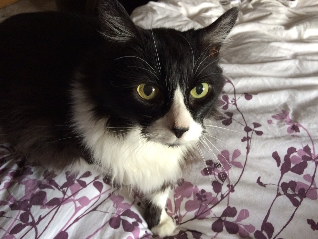 SafeHandsPetSit's tweet photo. Meet Maggie! Extremely affectionate little girl we visited this week. She loves a good brush and a cwtch #cardiffcat https://t.co/NVzcKEJ42L
